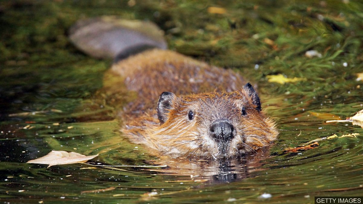 Beavers to become protected species in Scotland 河貍將成為蘇格蘭保護動物
