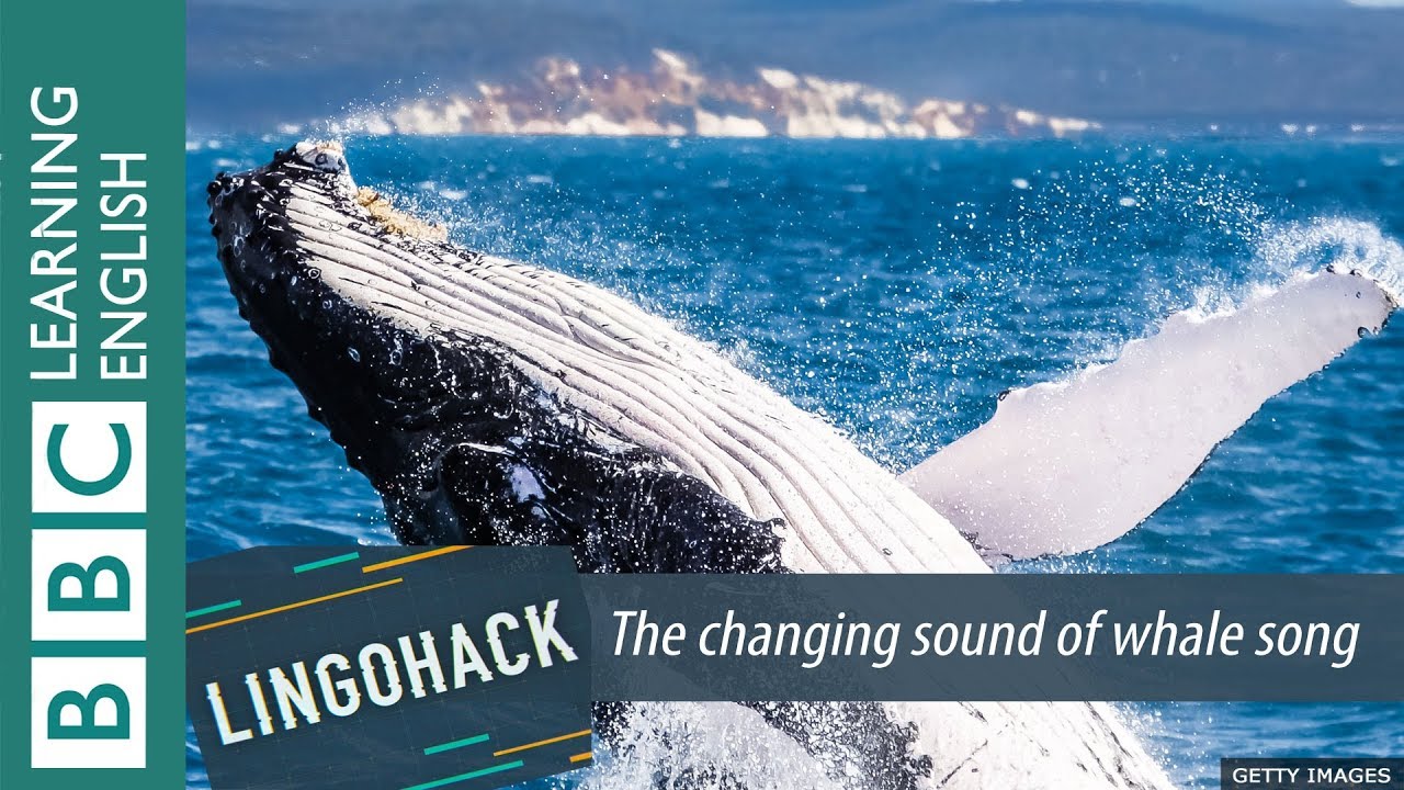The changing sound of whale song 變化萬千的鯨魚之歌