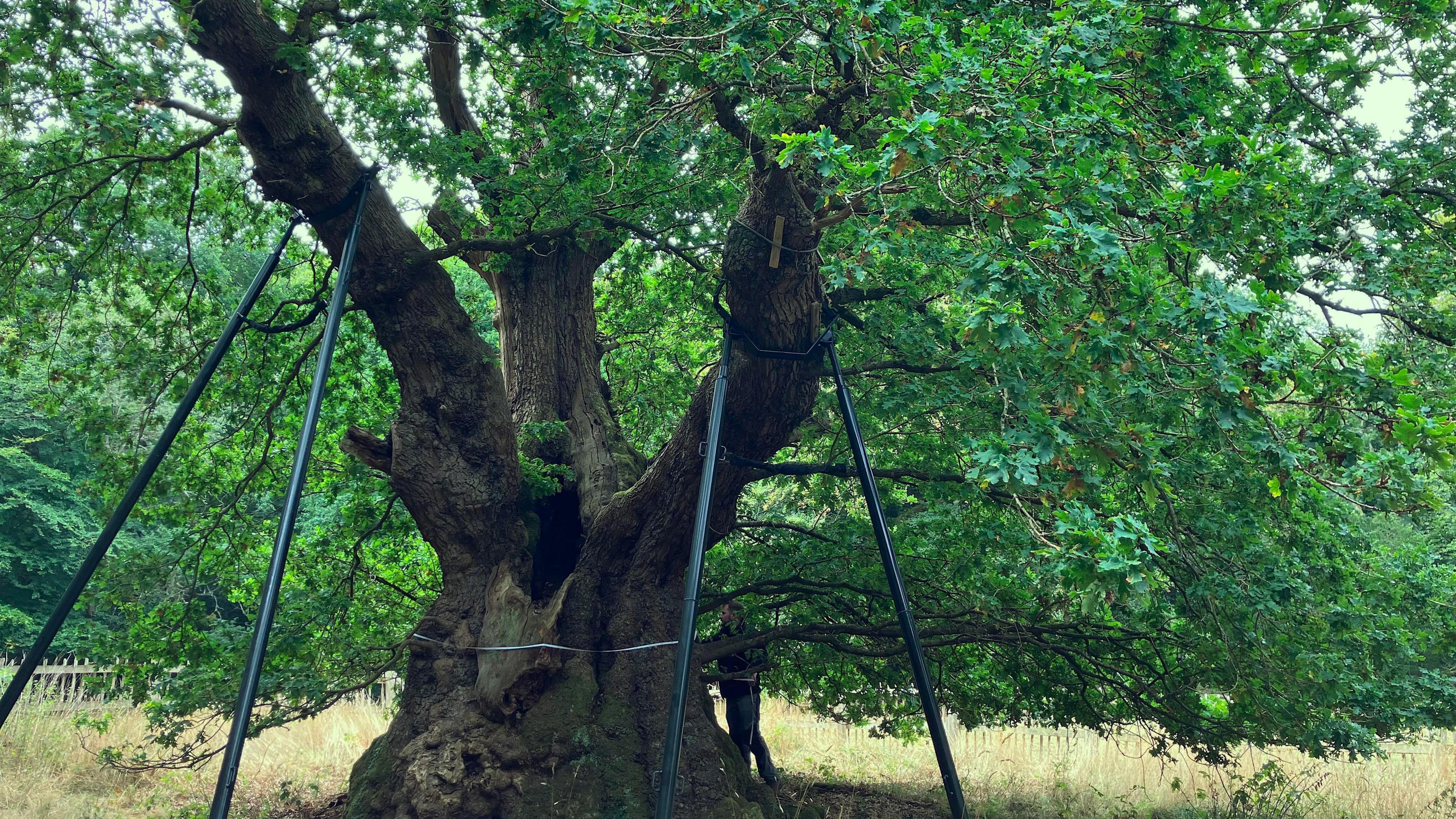 Can DNA of 800-year-old oak help save future forests? 八百歲古橡樹的 DNA 能幫助我們拯救未來的森林嗎?