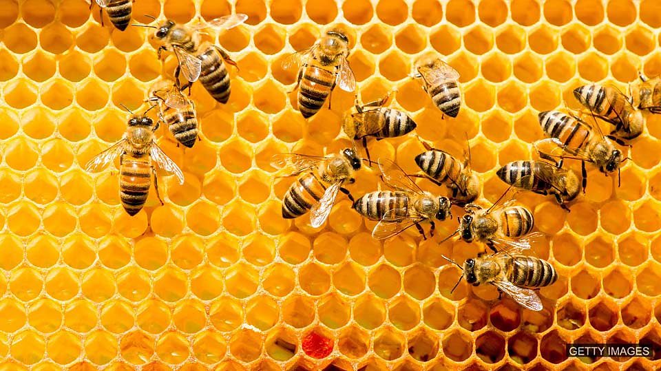 'Online' bees 科技蜜蜂已“上線”
