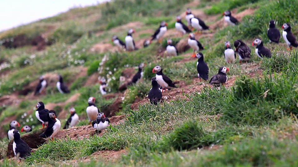 Five new British seabird species at risk 五種海鳥在英國陷入生存危機