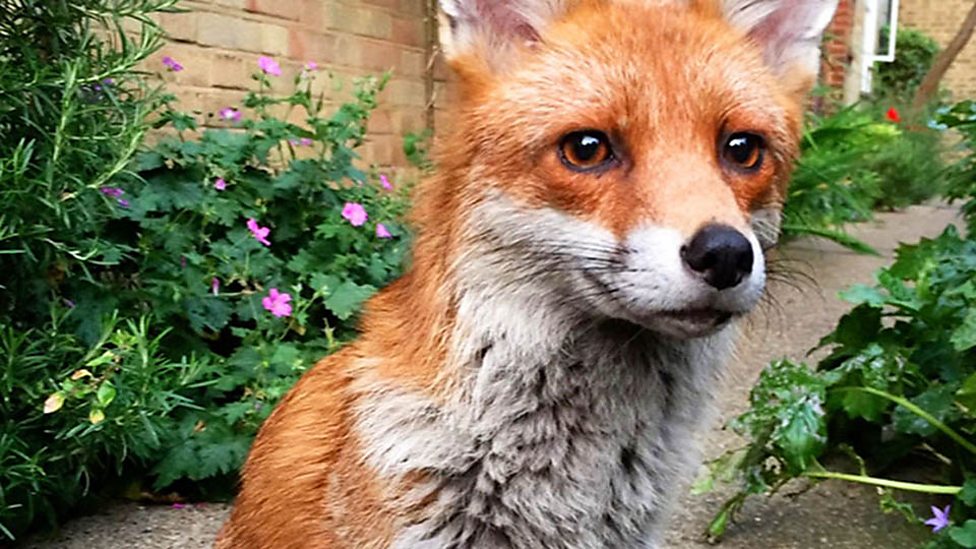 Gaspard the friendly fox 友好的小狐貍 “加斯帕德”